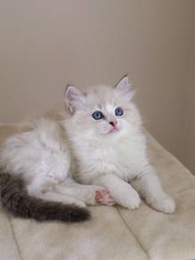 Ragdoll seal bicolor 