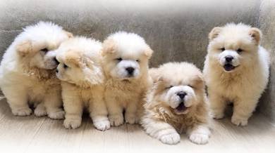 FLUFFY CHOW CHOW PUPPIES C326 🌻 Cream Available