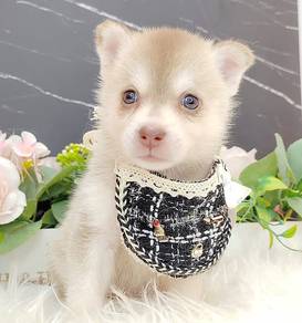 Pomsky