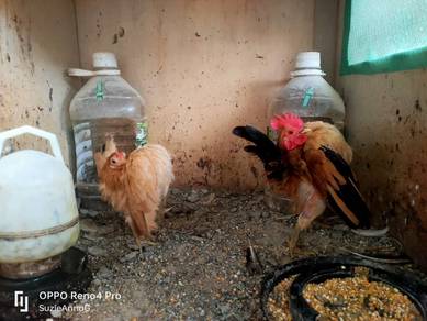 ayam serama 