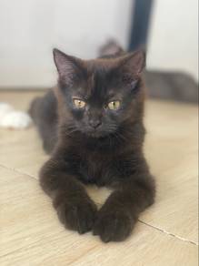 persian male black