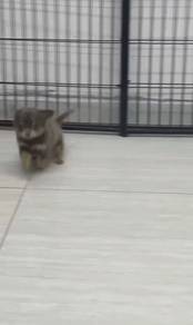 Pure Breed Lilac Tan Chihuahua (Female) 长毛丁香色吉娃娃