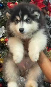 Siberian Husky puppy 