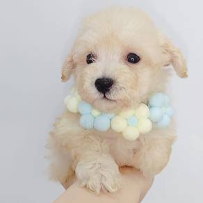 Poodle