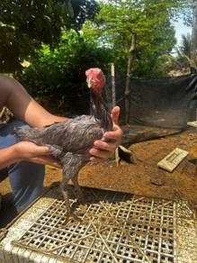 ayam gendang