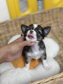 apple head Chihuahua 2