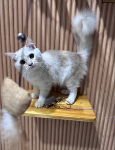 kucing jantan 7 bulan