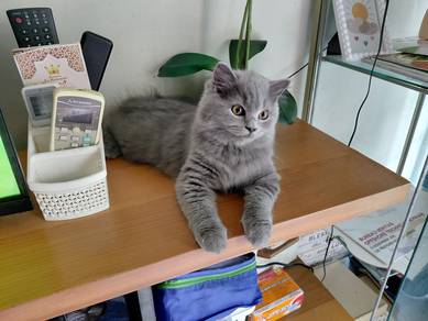 British longhair female