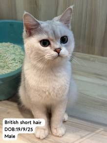 British Short Hair Untuk Dijual !!