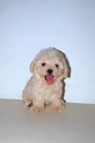 C38 Cute Maltipoo Puppy