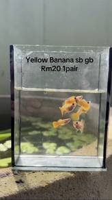Yellow Banana sb gb