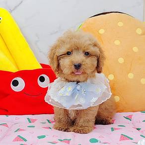 Poodle