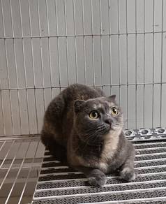 Female Scottish Fold + BSH 