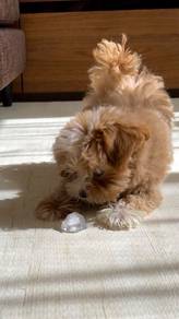 Magic-tailed Maltipoo adorable tiny white fluffy p