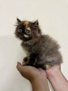 Tortoiseshell Persian Kitten / Anak Kucing Persian