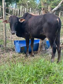 lembu jantan korban