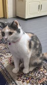 BSH mix Scottish Fold