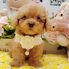 Poodle Toy