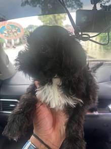 Shihpoo for sale