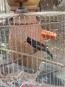 red vented bulbul ( candik India )