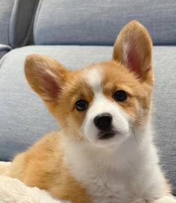 Welsh Corgi