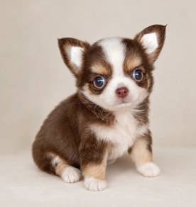CHIHUAHUA PUPPIES 254 🌷Head Apple Cute Dog