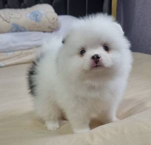 POMERANIAN PUPPIES A178 🌻 Sort of shine Girl