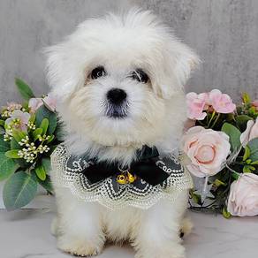 Maltese