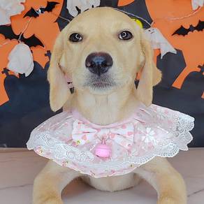 Labrador