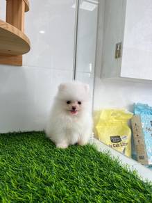 GRW_G558DD Tiny Pomeranian puppies
