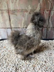 Silkie