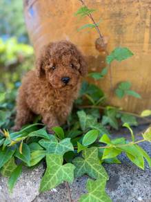 toy poodle c