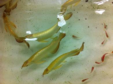 Golden crossback 6 inch -wholesale price