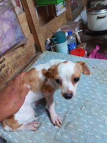 Special Offer Chihuahua Male
