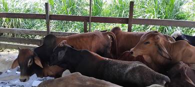 lembu pedaging untuk di jual
