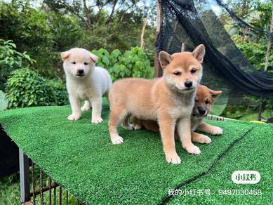 Shiba