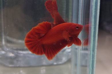 ikan laga super red HMPK