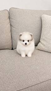 Pomeranian Parti Male Puppy 