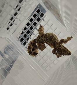 Tokke Terbang (Flying Gecko)