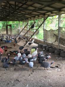 anak ayam mutiara (api-api)