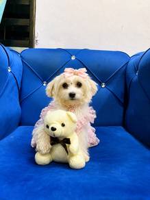 Maltipoo Male Female Puppy