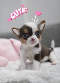 CHIHUAHUA PUPPIES VIP77🌷Head Apple Cute Dog