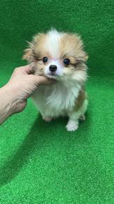 Pure Breed Mini Pomeranian (M299) 纯种迷你花博美 男生