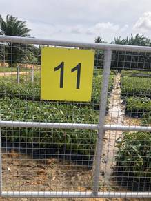 benih durian duri hitam 100 pokok