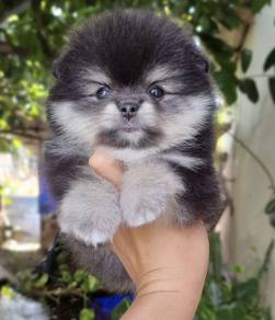 POMERANIAN PUPPIES A141 🌻 Available Boy-Girl
