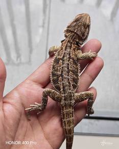 Bearded Dragon 