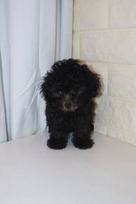 J0433 Grey Poodle Big Eyes Curly Puppy