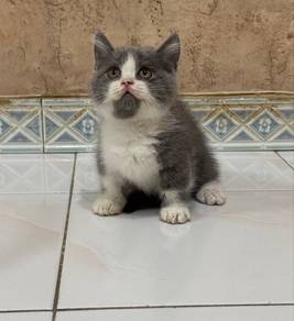 Ss Munchkin