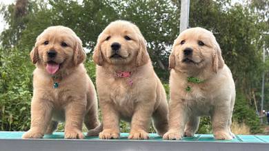 Big Bone Golden 