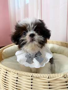 Shihtzu